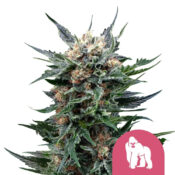 Royal Queen Seeds Royal Gorilla feminized cannabis seeds (3 seeds pack)