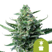 Royal Queen Seeds Royal Jack Auto autoflowering cannabis seeds (5 seeds pack)