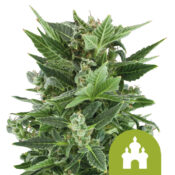 Royal Queen Seeds Royal Kush Auto autoflowering cannabis seeds (5 seeds pack)