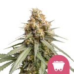 Royal Queen Seeds Shining Silver Haze feminized cannabis seeds (5 seeds pack)