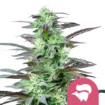 Royal Queen Seeds Skunk XL feminized cannabis seeds (5 seeds pack)