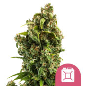 Royal Queen Seeds Sour Diesel feminized cannabis seeds (3 seeds pack)
