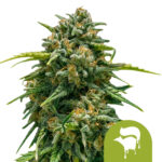 Royal Queen Seeds Sweet Skunk Auto autoflowering cannabis seeds (5 seeds pack)