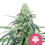 Royal Queen Seeds Wedding Gelato feminized cannabis seeds (5 seeds pack)