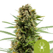Royal Queen Seeds White Widow Auto autoflowering cannabis seeds (3 seeds pack)
