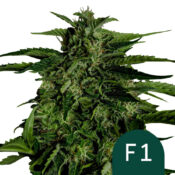 Royal Queen Seeds Apollo F1 autoflowering cannabis seeds (5 seeds pack)