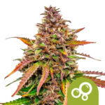 Royal Queen Seeds Bubble Kush autoflowering cannabis seeds (3 seeds pack)