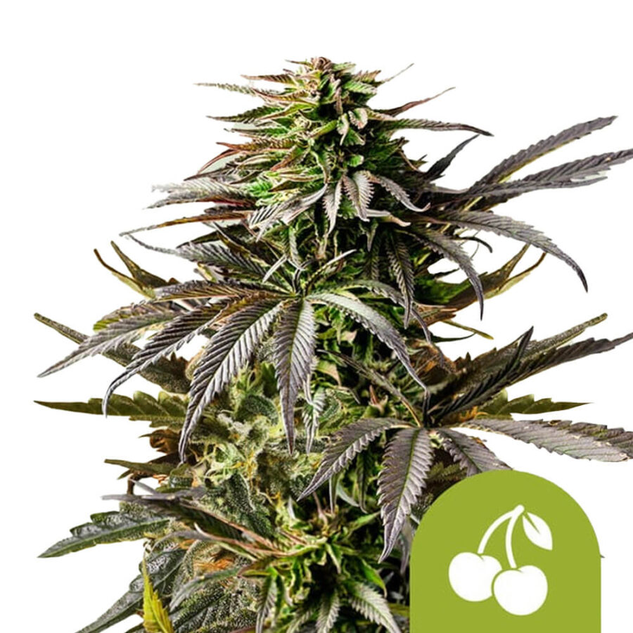 Royal Queen Seeds Cherry Pie Auto autoflowering cannabis seeds (5 seeds pack)