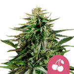 Royal Queen Seeds Cherry Pie feminized cannabis seeds (3 seeds pack)