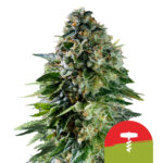 Royal Queen Seeds x Tyson 2.0 Corkscrew Auto autoflowering cannabis seeds (5 seeds pack)