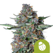 Royal Queen Seeds Do-si-dos Auto autoflowering cannabis seeds (3 seeds pack)