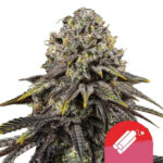 Royal Queen Seeds x Tyson 2.0 Dynamite Diesel feminized cannabis seeds (3 seeds pack)