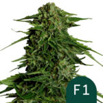 Royal Queen Seeds Epsilon F1 autoflowering cannabis seeds (3 seeds pack)