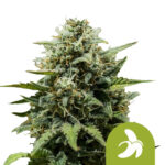 Royal Queen Seeds Fat Banana Auto autoflowering cannabis seeds (3 seeds pack)