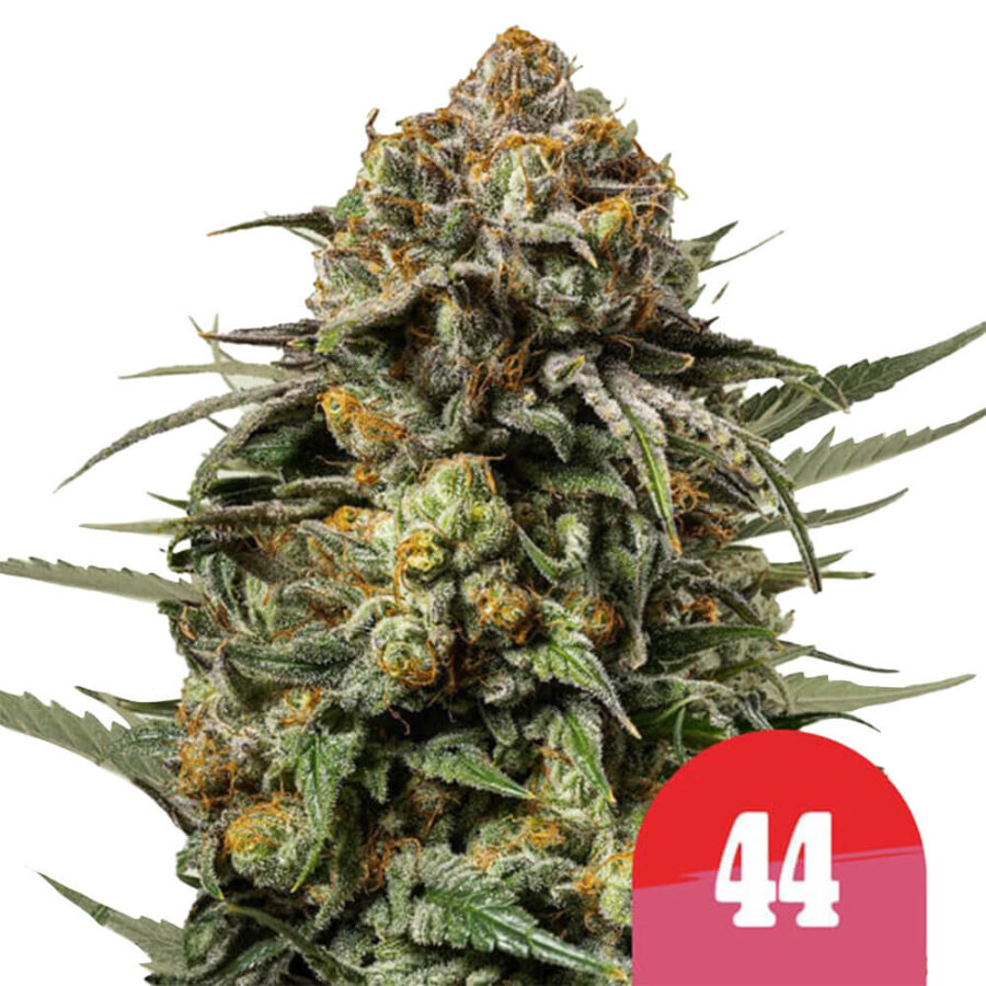 Royal Queen Seeds x Tyson 2.0 Gelato 44 feminized cannabis seeds (5 seeds pack)