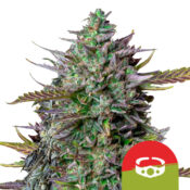 Royal Queen Seeds x Tyson 2.0 GOAT'lato Auto autoflowering cannabis seeds (3 seeds pack)