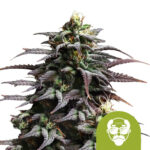 Royal Queen Seeds Granddaddy Purple Auto autoflowering cannabis seeds (3 seeds pack)