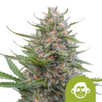 Royal Queen Seeds Grape Ape Auto autoflowering cannabis seeds (3 seeds pack)