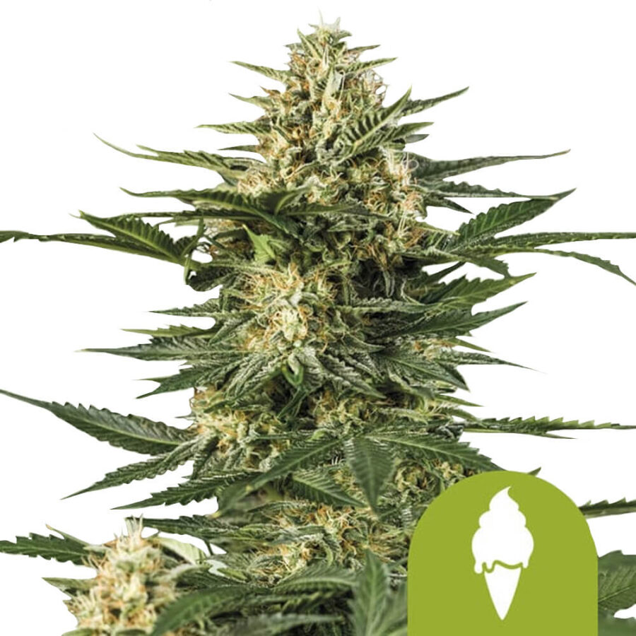 Royal Queen Seeds Green Gelato Auto autoflowering cannabis seeds (3 seeds pack)