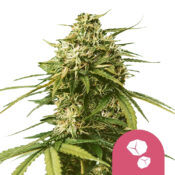Royal Queen Seeds Gushers feminized cannabis seeds (3 seeds pack)