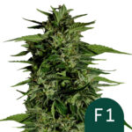 Royal Queen Seeds Hyperion F1 autoflowering cannabis seeds (5 seeds pack)