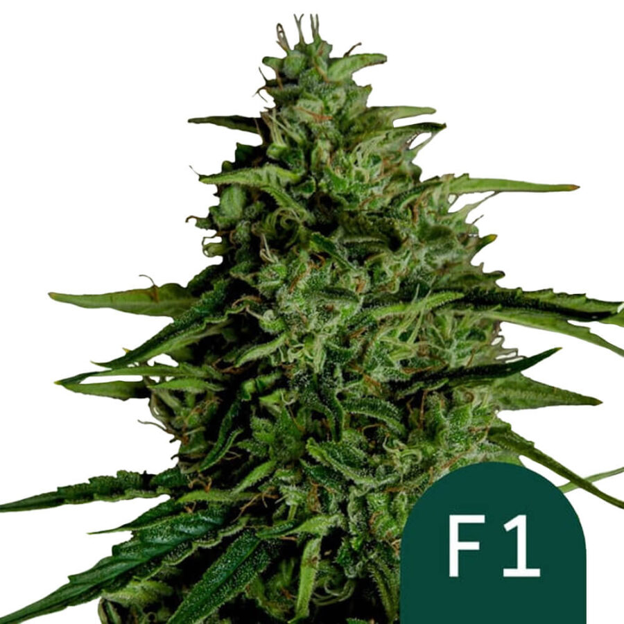 Royal Queen Seeds Milky Way F1 autoflowering cannabis seeds (5 seeds pack)