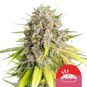 Royal Queen Seeds x Tyson 2.0 Punch Pie feminized cannabis seeds (3 seeds pack)