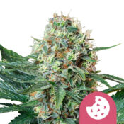 Royal Queen Seeds Royal Cookies feminized cannabis seeds (3 seeds pack)
