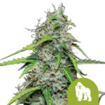 Royal Queen Seeds Royal Gorilla Automatic autoflowering cannabis seeds (5 seeds pack)