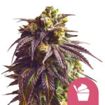 Royal Queen Seeds Sundae Driver feminized cannabis seeds (3 seeds pack)