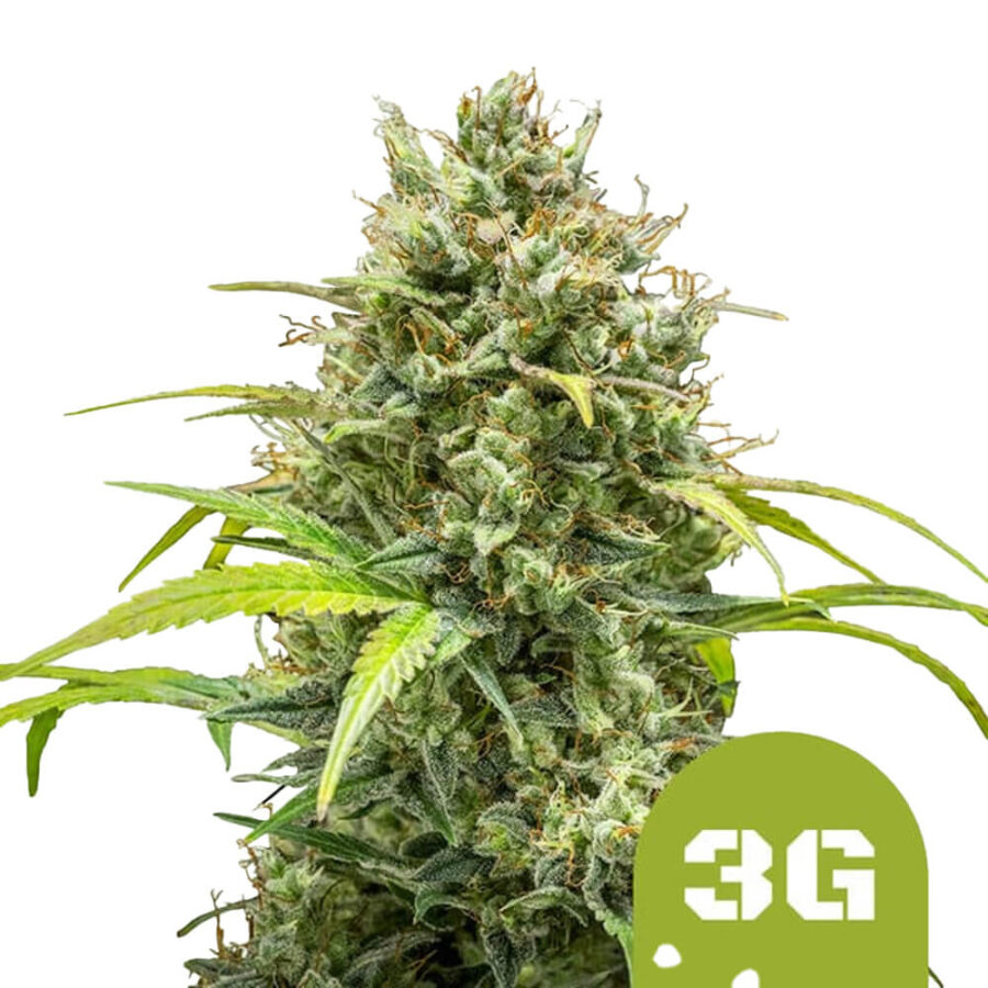 Royal Queen Seeds Triple G Auto autoflowering cannabis seeds (3 seeds pack)