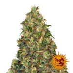 Barney's Farm Amnesia Haze Auto autoflowering cannabis seeds (3 seeds pack)