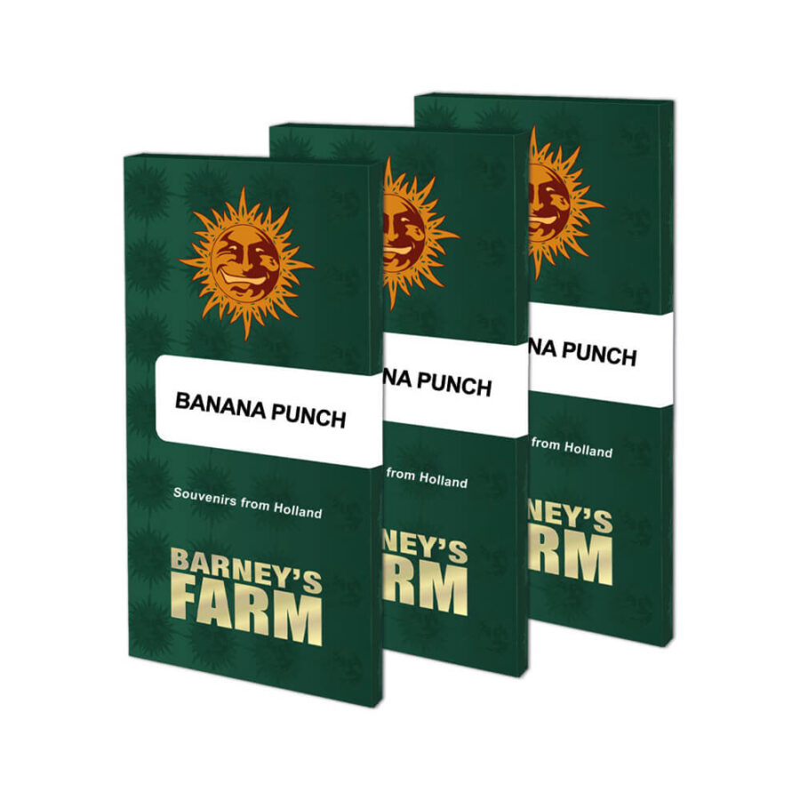 Barney's Farm Banana Punch feminized cannabis seeds (3 seeds pack)