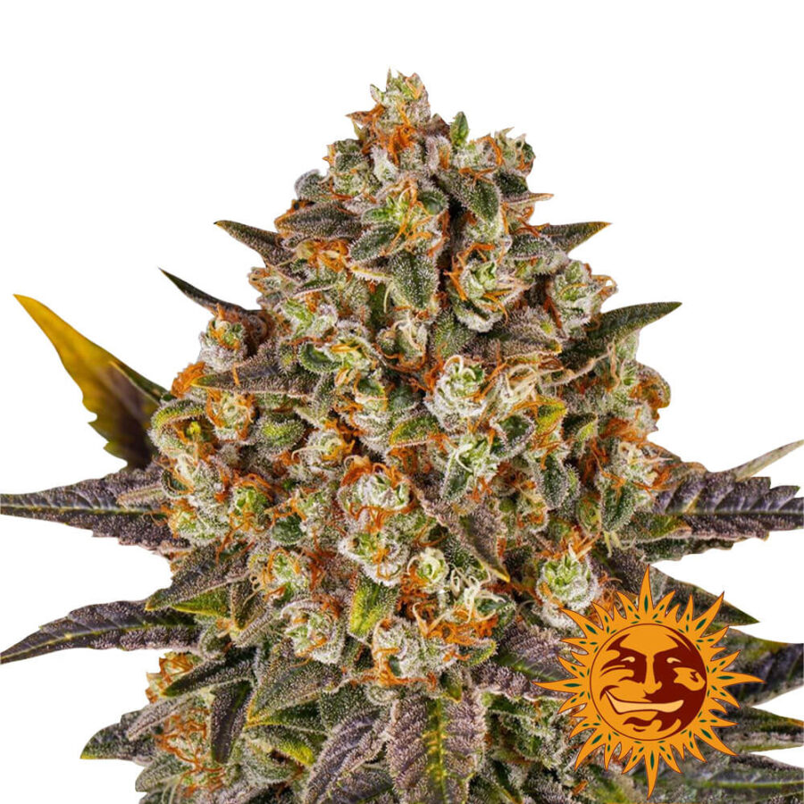 Barney's Farm Banana Punch feminized cannabis seeds (3 seeds pack)