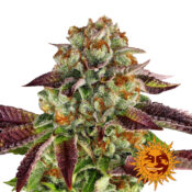 Barney's Farm Biscotti Mintz feminized cannabis seeds (3 seeds pack)