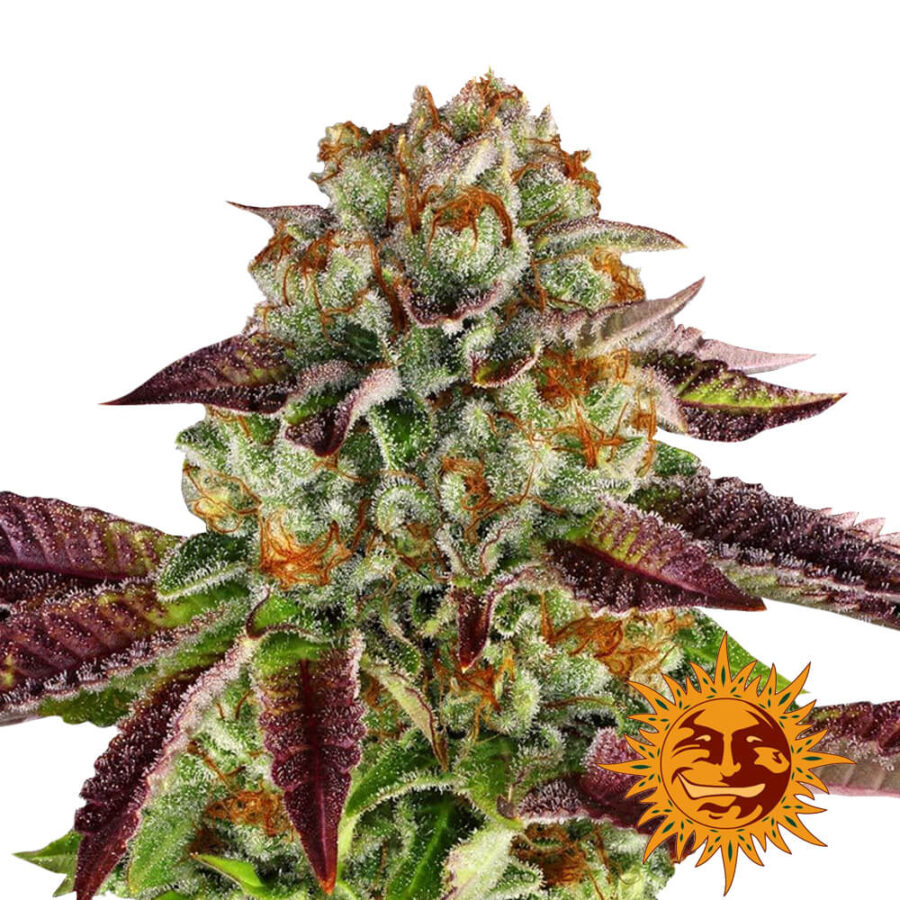 Barney's Farm Biscotti Mintz feminized cannabis seeds (3 seeds pack)