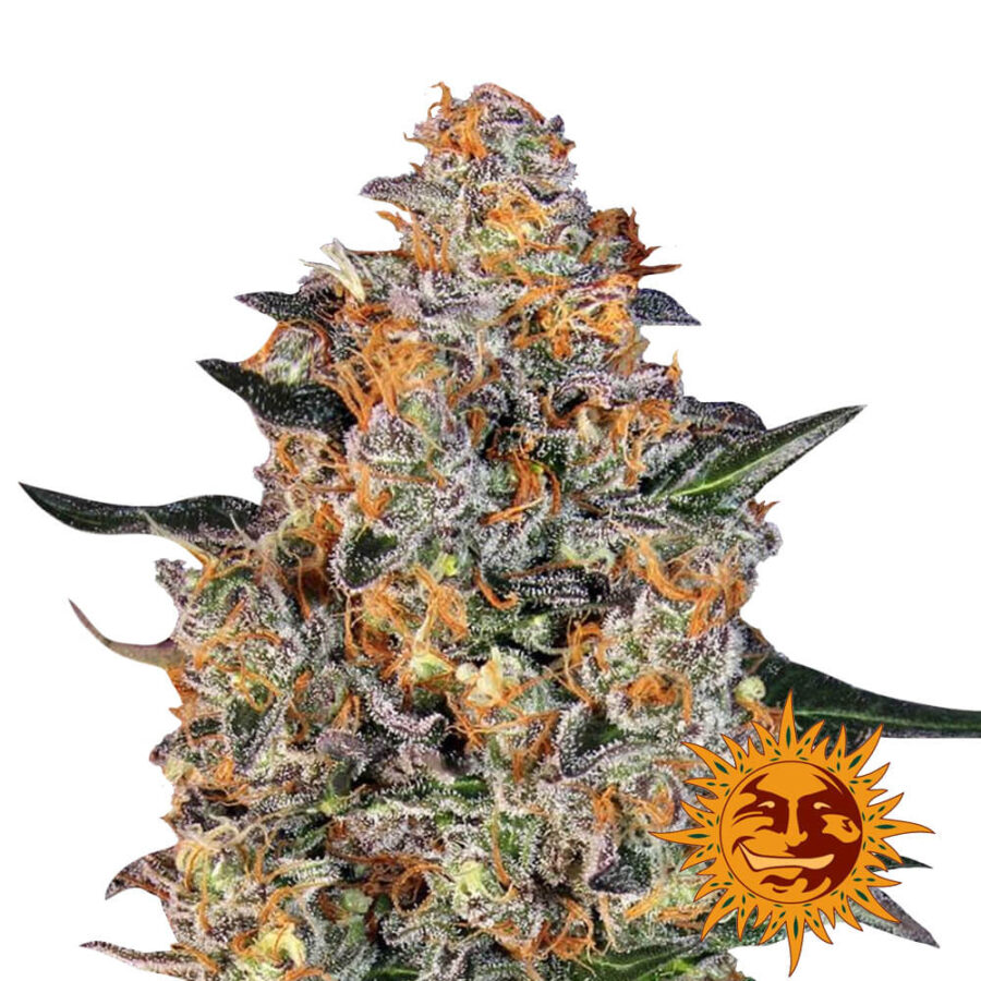 Barney's Farm Bubba Kush feminized cannabis seeds (3 seeds pack)