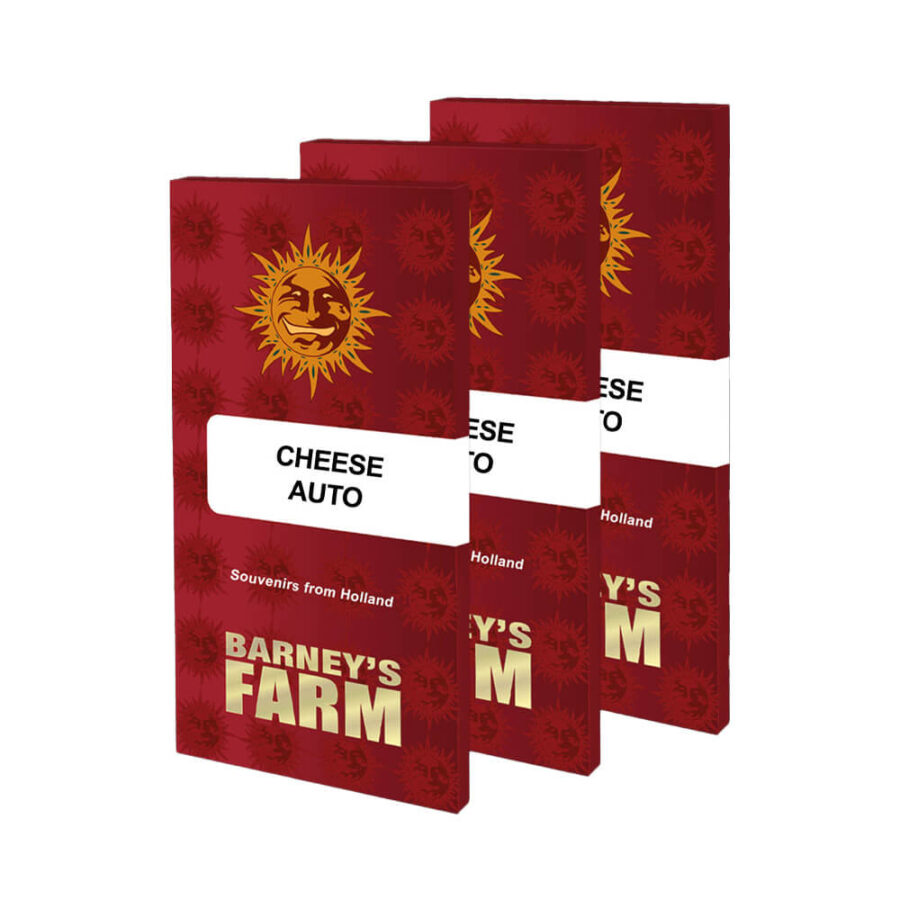Barney's Farm Cheese Auto autoflowering cannabis seeds (3 seeds pack)