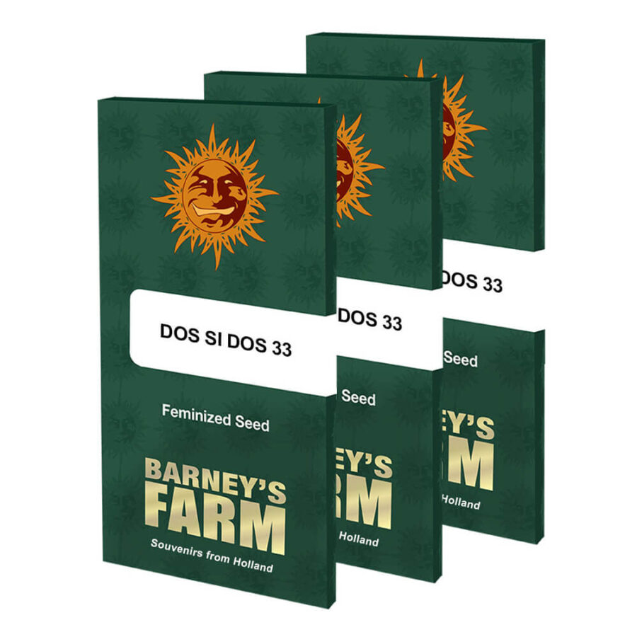 Barney's Farm Dos Si Dos 33 feminized cannabis seeds (3 seeds pack)