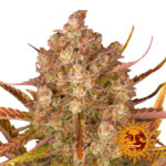 Barney's Farm Dos Si Dos Auto autoflowering cannabis seeds (3 seeds pack)