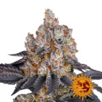 Barney's Farm Gelato feminized cannabis seeds (3 seeds pack)