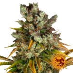 Barney's Farm GMO feminized cannabis seeds (5 seeds pack)