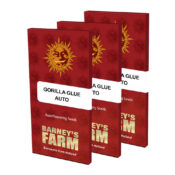 Barney's Farm Gorilla Glue Auto autoflowering cannabis seeds (5 seeds pack)