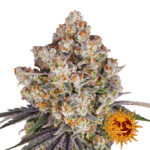 Barney's Farm Ice Cream Cake feminized cannabis seeds (3 seeds pack)