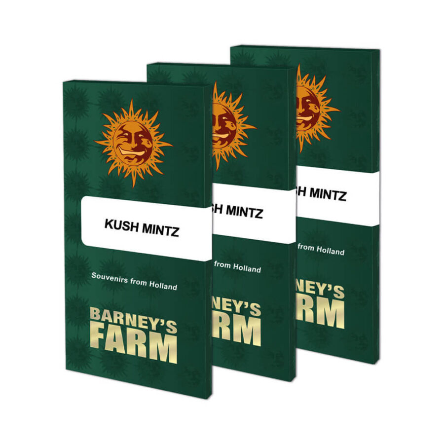 Barney's Farm Kush Mintz feminized cannabis seeds (3 seeds pack)