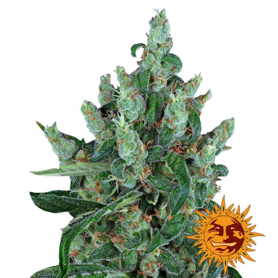 Barney's Farm Laughing Buddha feminized cannabis seeds (3 seeds pack)