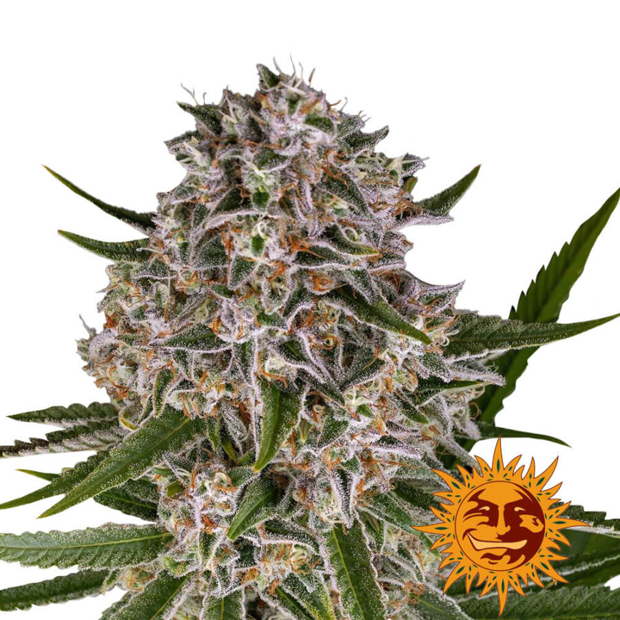 Barney's Farm Lemon Haze Auto autoflowering cannabis seeds (5 seeds pack)