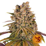 Barney's Farm Lemon Tree feminized cannabis seeds (5 seeds pack)