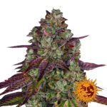 Barney's Farm Mimosa EVO feminized cannabis seeds (5 seeds pack)