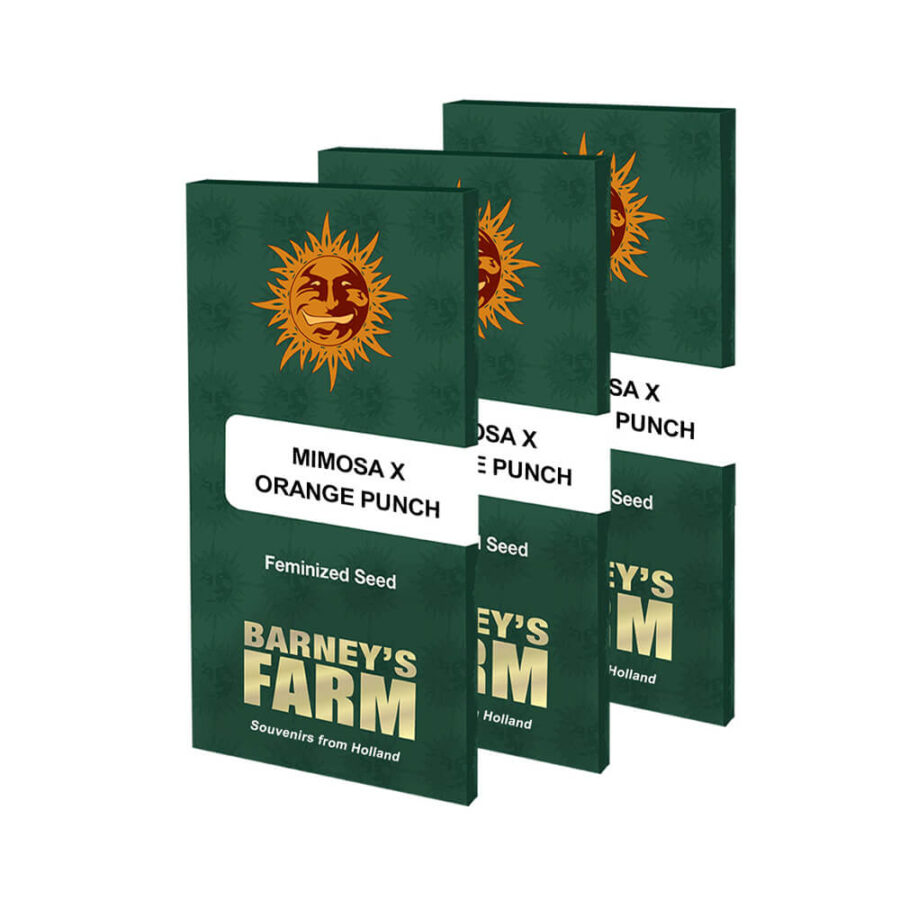 Barney's Farm Mimosa X Orange Punch feminized cannabis seeds (3 seeds pack)